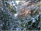 foto Parco Sebellin in Inverno